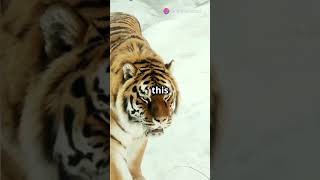 Polar Bear vs Siberian Tiger Epic Fight #facts #shortvideo #trending #trendingshorts