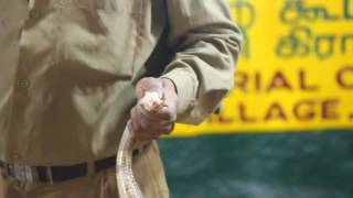 Snake Venom Extraction at Madras Crocodile park