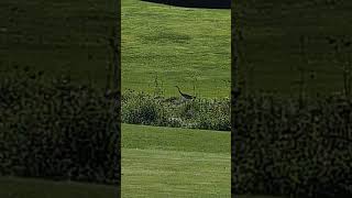 Waiting for the group ahead of us. The Crane hunting for breakfast. #wildlife birds.