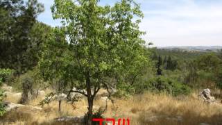 שדות הישוב טל-שחר, ועמק שורק