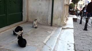 Cats at Galata tekke