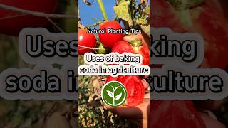 Uses of baking soda in agriculture #plants #shortvideo #garden #youtubeshorts #farming #howto