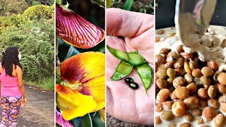 Guandul / Gungo / Guandú / Andu / Pigeon Peas - Plant Harvest to Plate in Coconut Milk Sauce