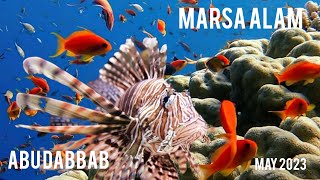 MARSA ALAM /7 DAYS SNORKELING/ ABU DABBAB/ MAY 2023/RELAX