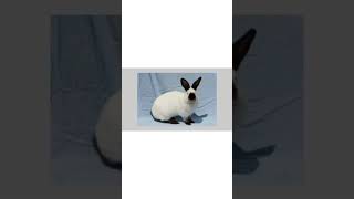 Principales razas de conejos #conejo #rabbit #razas #mascotas #negocios