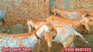 makhi cheeni goat farm