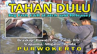 ‘Tahan Dulu’ Purwokerto, Ikan Campur Big Fish, Lele, RTC, Patin, Alligator, Belida