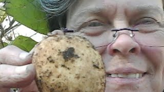 Harvesting TPS Sarpo mira And Charlotte Potatoes