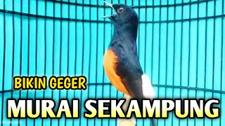 PANCINGAN MURAI BATU GACOR AMPUH BUAT PANCINGAN MURAI BATU AGAR BUNYI CEPAT BONGKAR MATERI