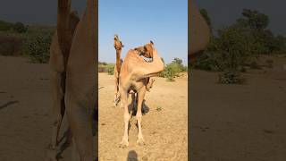 Rajasthani breed of camels #shorts  #shortvideo  #youtubeshorts