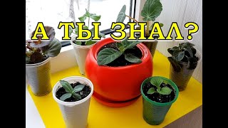 ЦВЕТОЧКИ🌻🌻🌻для посева в  ФЕВРАЛЕ🌱🌱🌱