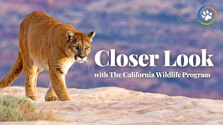 Protecting Puma Habitat in California | Closer Look