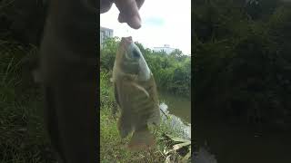 Mancing Nila Mania