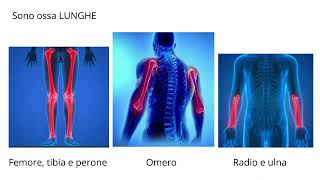 IL corpo umano Classificazione delle ossa