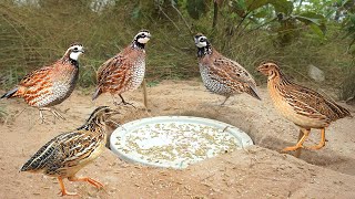 Build simple unique quail bird trap make from cover bottle u-90 & deep hole - Easy quail bird trap