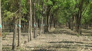 Southeast Asia Vietnam - rubber tree plantation in the Phu My district