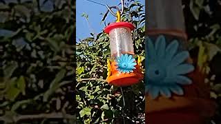 el colibrí tomando su agüita dulce