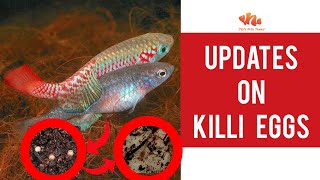 [UPDATES]  on Killifish Eggs - Tamil | Hatched in Our Hands