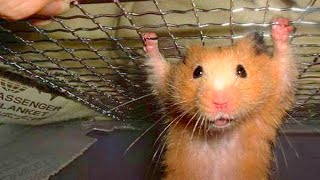 Funny Hamsters Videos 😂 Best Funny Animals Videos Of 2024