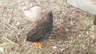 button quail puyuh jepun new hatched the baby #shorts #short