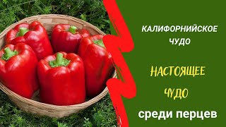 Перец Калифорнийское чудо – настоящее чудо! Урожайный и неприхотливый сорт