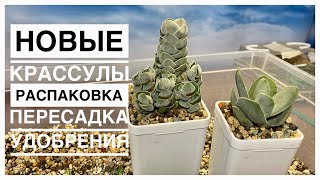 Будни цветовода | Новые Крассулы | Пересадка | Про удобрения | 17.04.2023г.