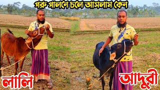 লালি ও আদুরী কে নিয়ে গরু পালন শুরু করেছি || Cow Farming || Nur Bhai