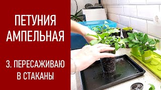 ПЕТУНИЯ - ЛЕГКО! Пересаживаю ампельную петунию в большие стаканы