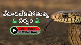 Troubling Discovery : Snake Loses Its Hunting Skills | వేటాడలేకపోతున్న సర్పం #bangalorezoo #telugu