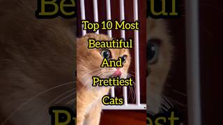 Most beautiful and prettiest cats😍 #fact #cats #meow