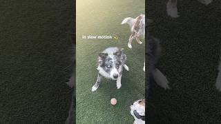 Fetch in Slow Motion