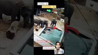 Elephant ka baby gira Pani mein 🐘 #animals #zoo #elephant #trending #viralvideo #unstoppablespirit