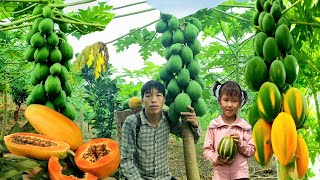 80 days of Harvesting agricultural products for sale - Eggplant, Papaya, Star fruit, Banana go sell