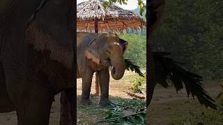 Zachránené slony od práce v odvetvý turizmu (Thajsko, Phuket) @hiddenforestelephantreserve