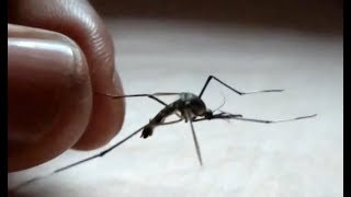 Super-sized mosquitoes