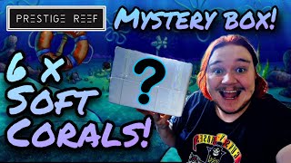 Prestige Reef 6 coral mystery box unboxing and full day vlog!