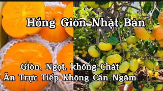 Cây Hồng Giòn Nhật Quả To Giòn, Ngọt- Trồng Hòng Giòn Trong Chậu Cực Lắm Quả