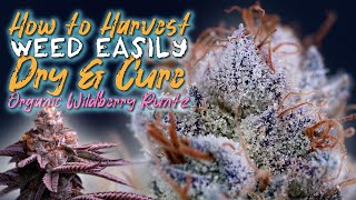 HOW TO HARVEST, DRY & CURE WEED EASILY | ORGANIC WILDBERRY RUNTZ EP4