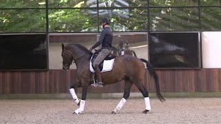 Daniel Bachmann - galop trav overgange / canter trot transitions