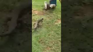 Komodo Attack on a Man #komodo #wildanimals #wildlife