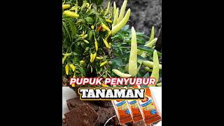 Membuat tanaman cabe semakin rimbun