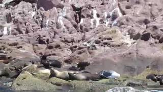 Sea lion paradise at Los Islotes near La Paz Baja California Sur Mexico