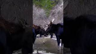 Bull Moose Fight! #bullmoose #fight #wildlife #wildanimals #wildanimal #moose #gamecam #gamecamera