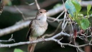 El Ruiseñor (Luscinia Megarhynchos)