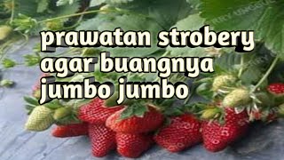 perawatan pohon strobery agar buahnya jumbo jumbo - petani strobery