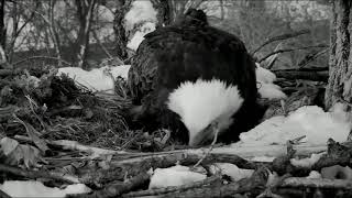 05-04-2018 1 L'HEURE DU REVEIL COQILLE CASSEE