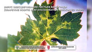 Вирус обесцвечивания листьев винограда (Grapevine Roditis leaf discoloration-associated virus)