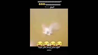 من يصير البنق عند 1000 🤣💔 مقاطع انستقرام