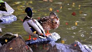 In autumn, nature does not spare colors./Осенью природа красок не жалеет/.The Natural World /Bayern/