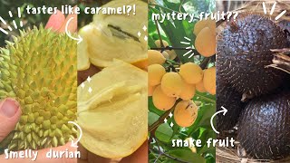 Frankie's Nursery exotic tropical fruit tour ❥ *exclusive*